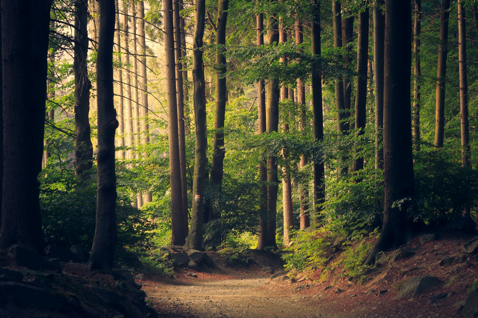 Sentier traversant une forêt dense, entre racines et lumière filtrante